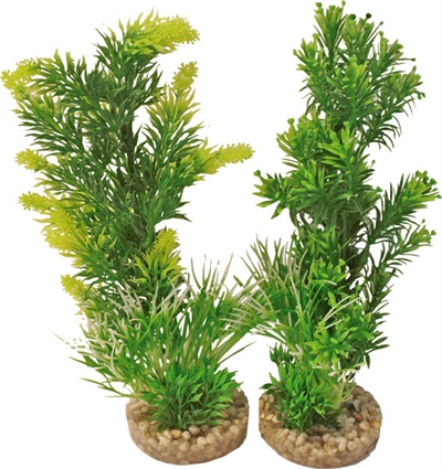 Aquarium plant 349701